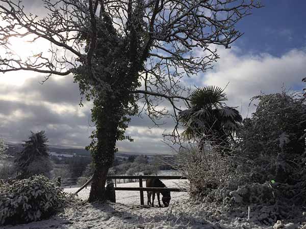 jardin et ane en hiver